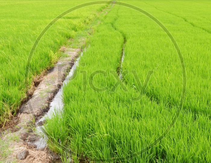 Paddy Or Rice Fields With Young Paddy Saplings  Closeup Forming a Background