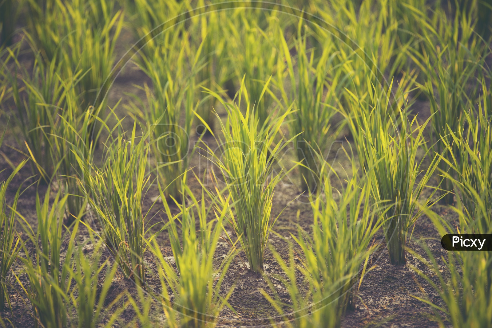Paddy Or Rice Fields With Paddy Saplings
