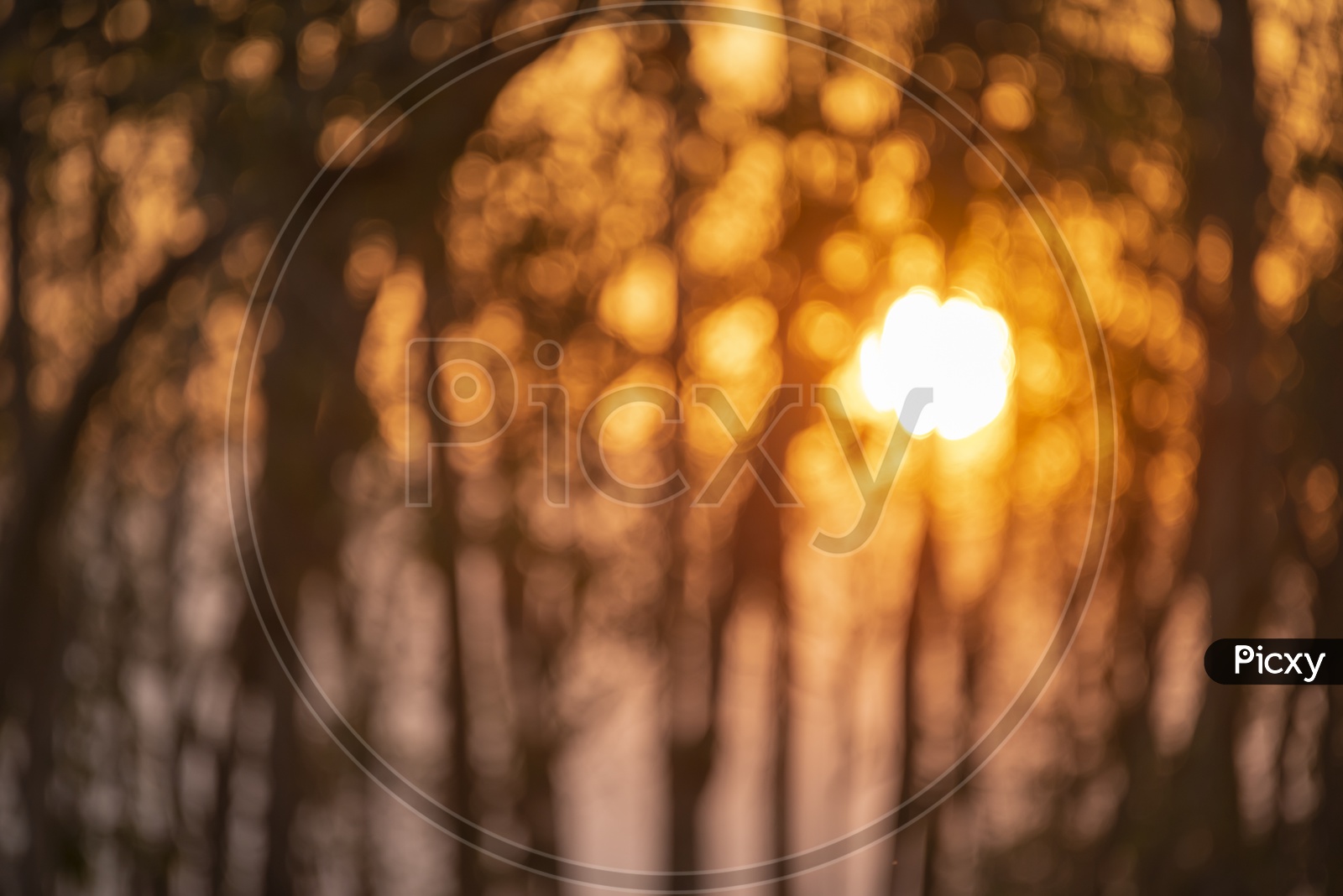 Sunset Bokeh With Tropical Forest Trees Forming a Background