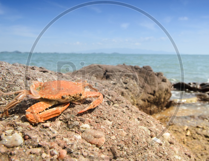 Crab On a Rock Beach And Tropical Sea With Sky Forming a Background