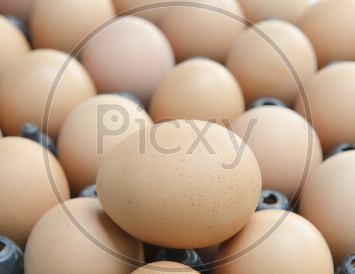 Fresh Brown Eggs in a Tray