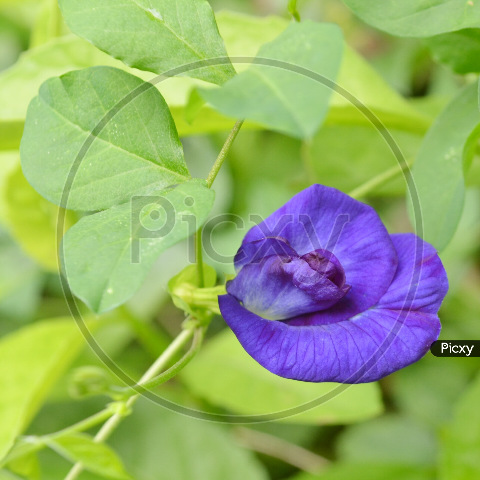 purple flower  Blooming On Plant
