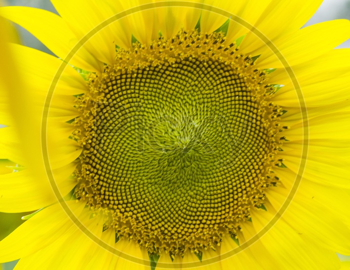 Sunflower Blooming In Harvesting  Filed Background