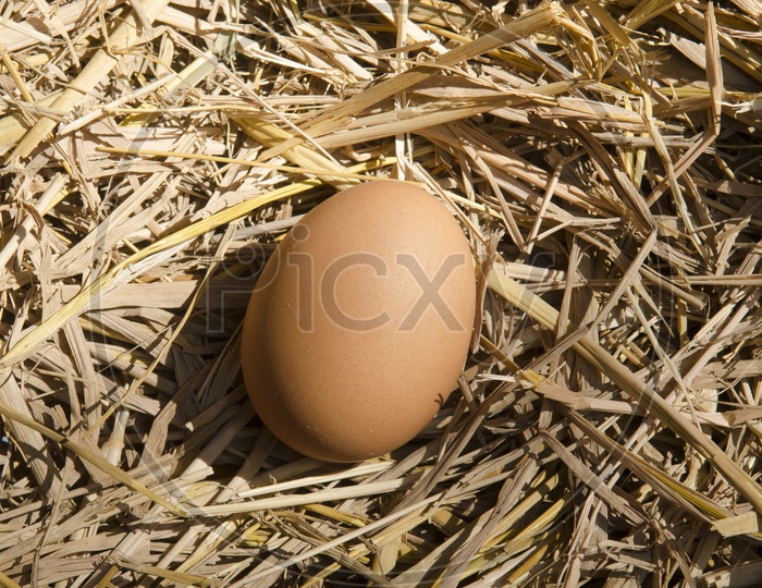 brown eggs at hay nest in chicken farm