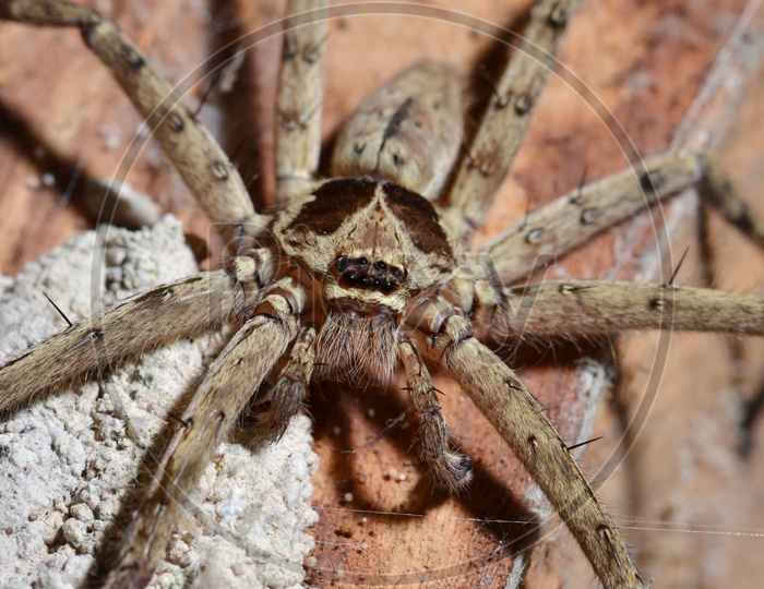 Detail of a tarantula spider on Old Wood