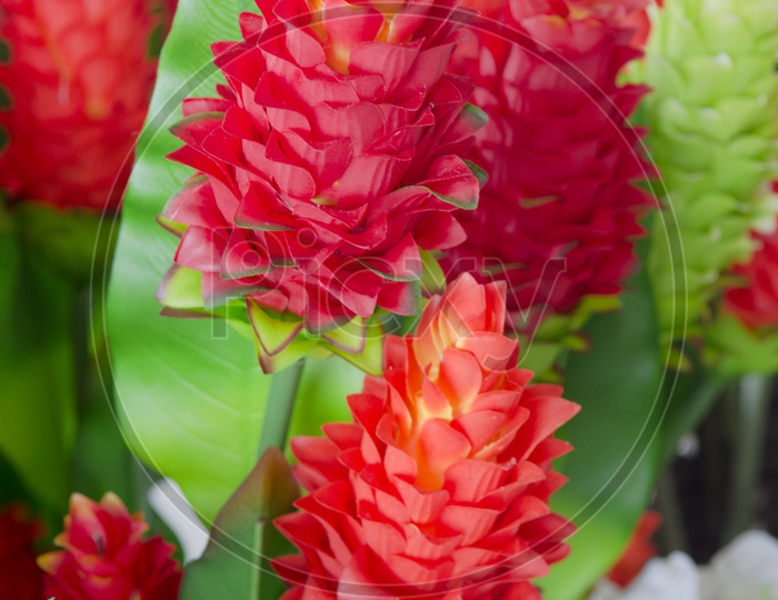 Red Ginger Flowers Blooming on Flower Plants
