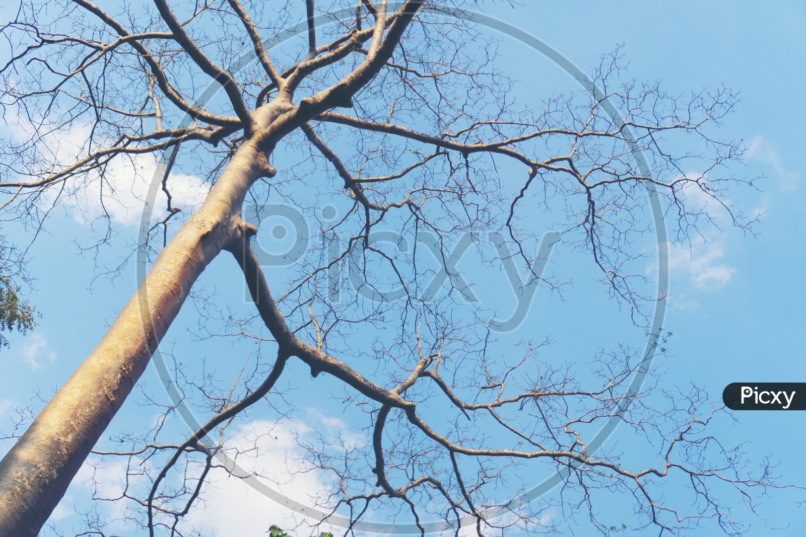 Leafless Tree Canopy Over blue Sky