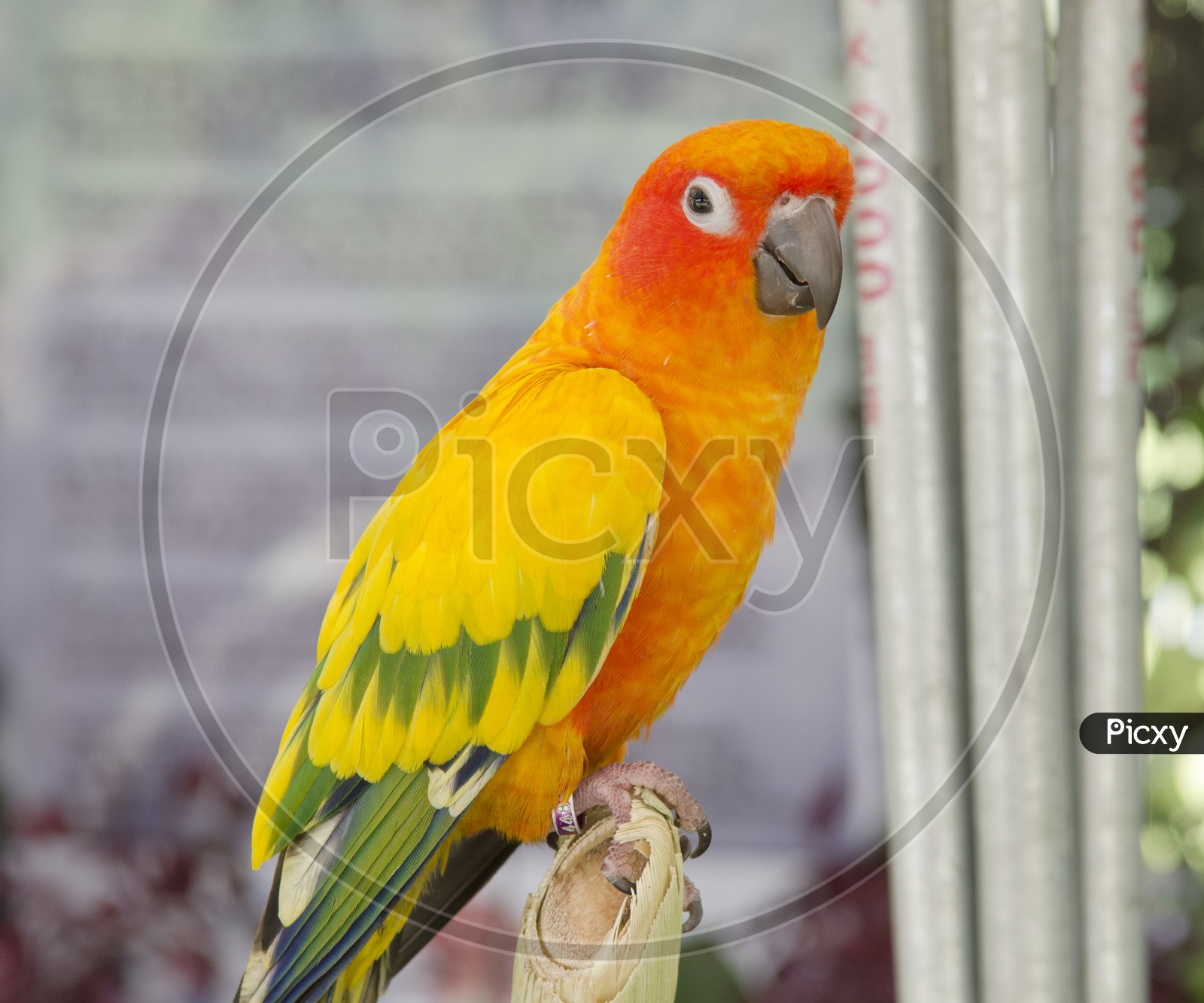 beautiful  colorful parrot Bird
