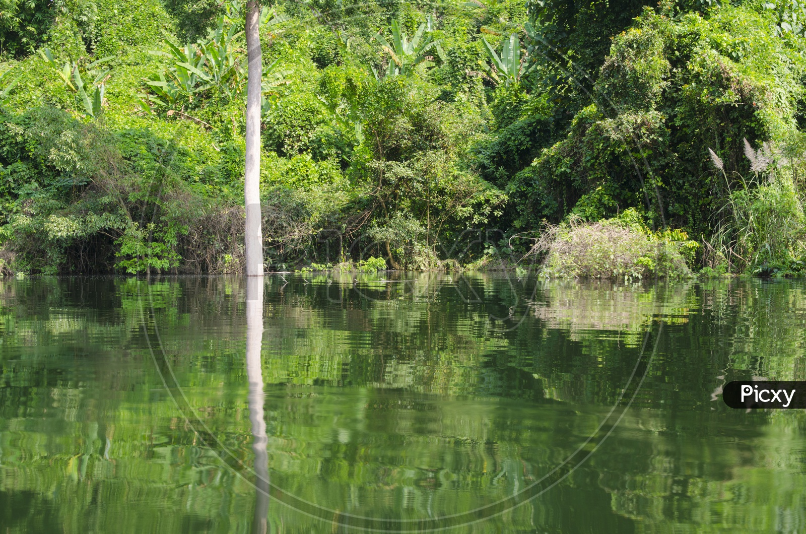 Water In a Lake With Tropical Forest