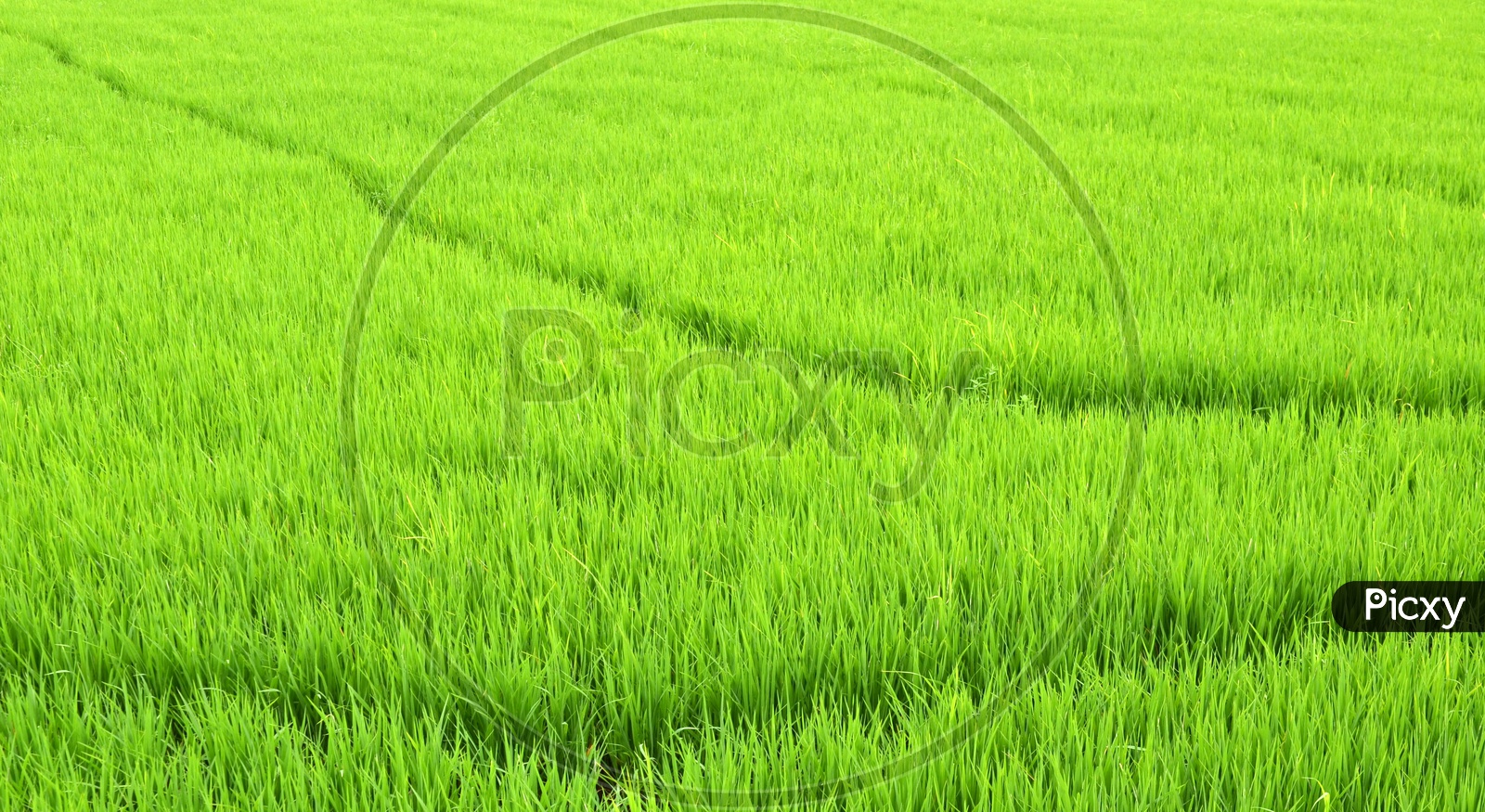 Paddy Or Rice Fields With Young Paddy Saplings  Closeup Forming a Background