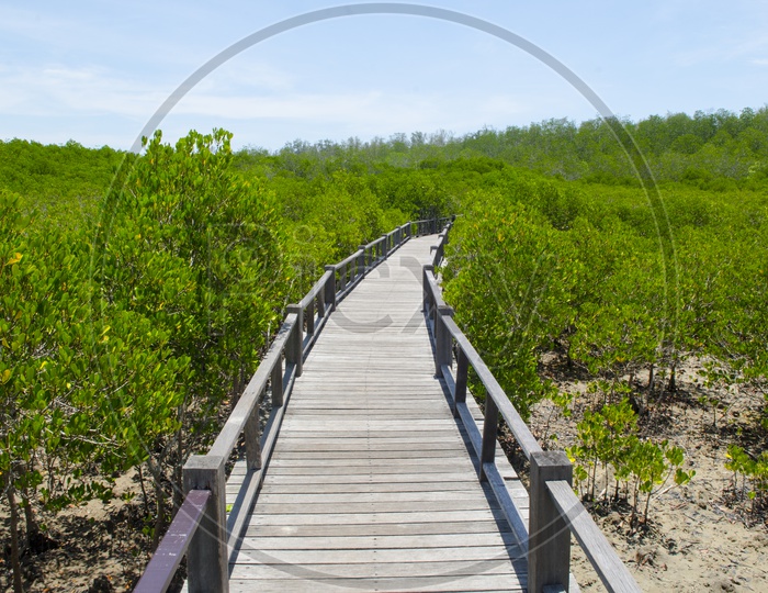 Dense Mangrove Forest With Trees And Wooden Bridge At  Petchaburi, Thailand.