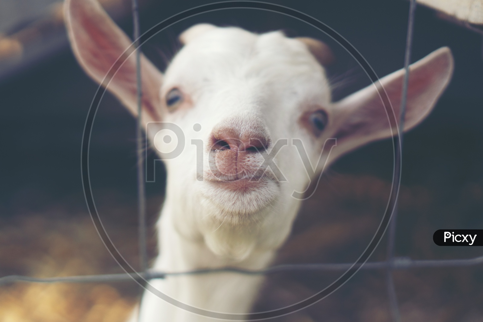 Goats In an Organic Farm For Goat Milk