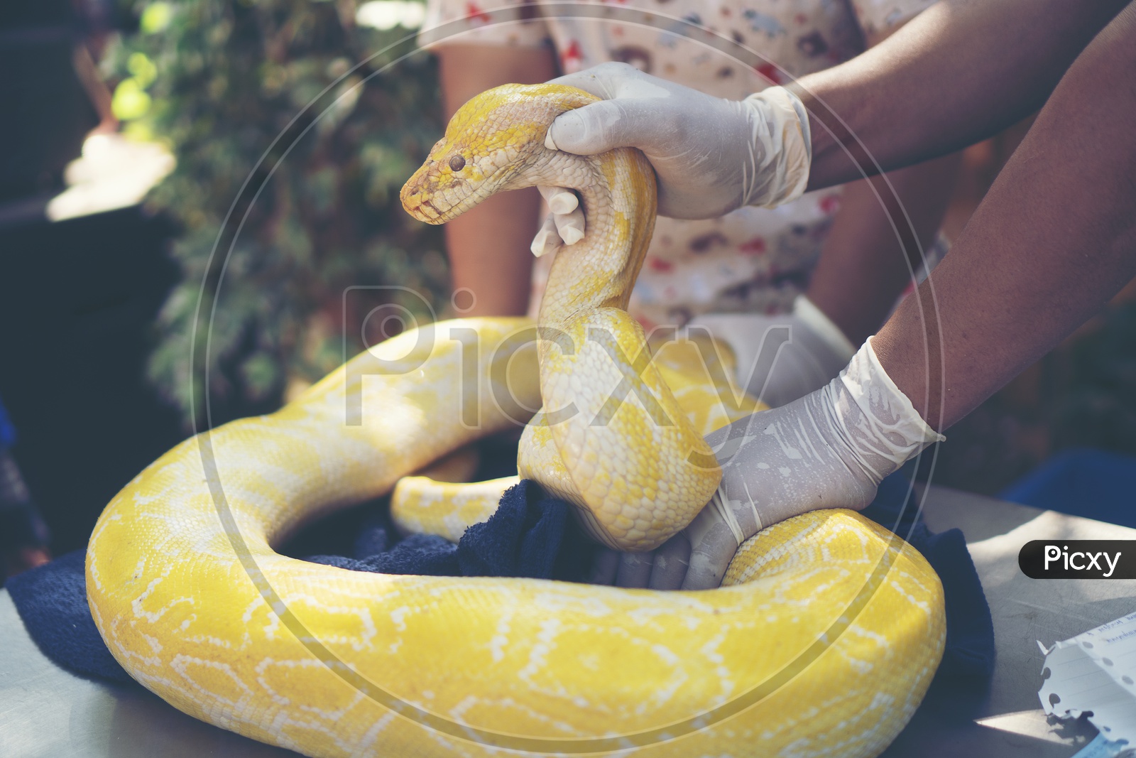 Burmese Python Snake With Golden  Body
