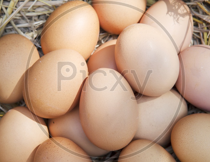 Macro shot of brown eggs at hay nest in chicken farm