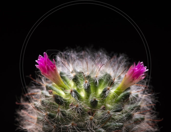 Cactus Flower In a Plant