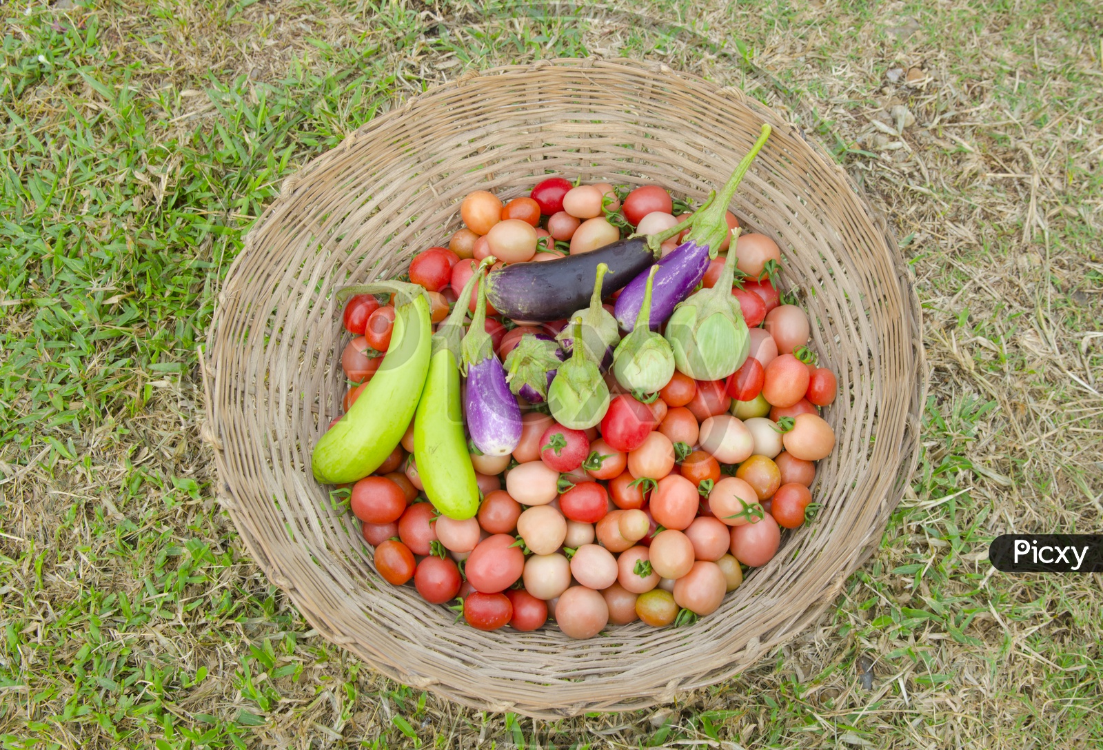 Tomatoes and Brinjal Vegetables in a Basket