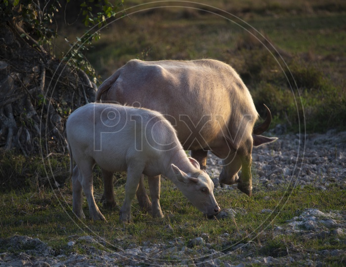 Albino buffalo Or  Asian water buffalo  Grazing  in paddy  or Rice fields