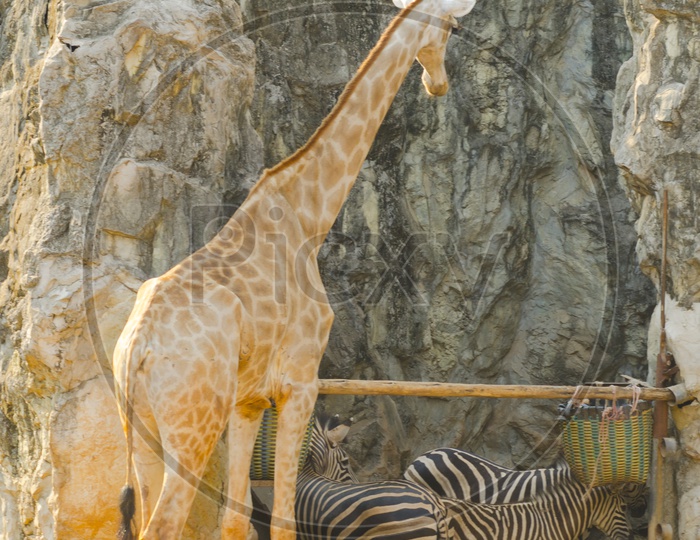 Giraffe  and Zebra In a Zoo