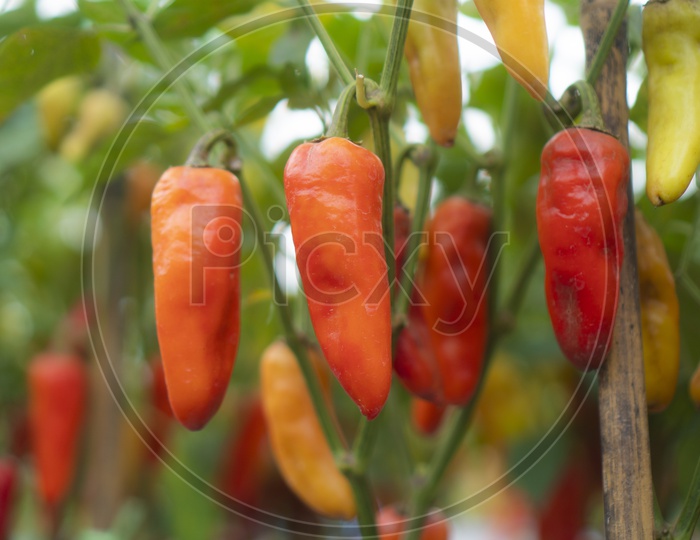 Chili Cultivation In  greenhouses