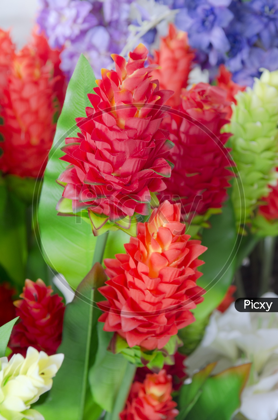Red Ginger Flowers Blooming on Flower Plants