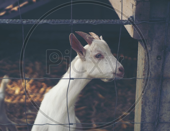 Goats In an Organic Farm For Goat Milk