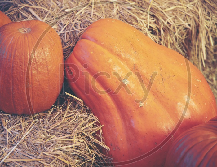 Giant Pumpkin Filled Backgrounds For Halloween