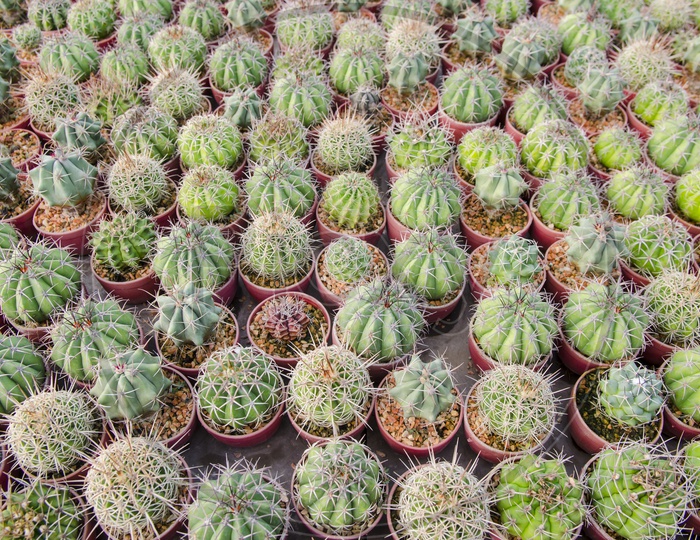 Group Of Cactus Plants In a Plantation With Pattern Filled Background