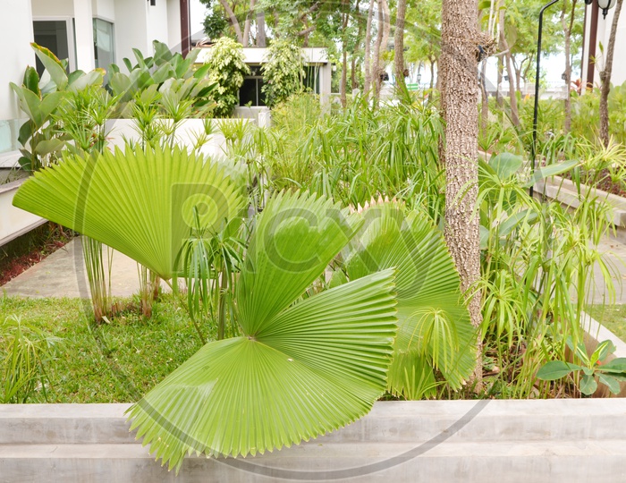 Palm Tree Leaf of a garden Plant