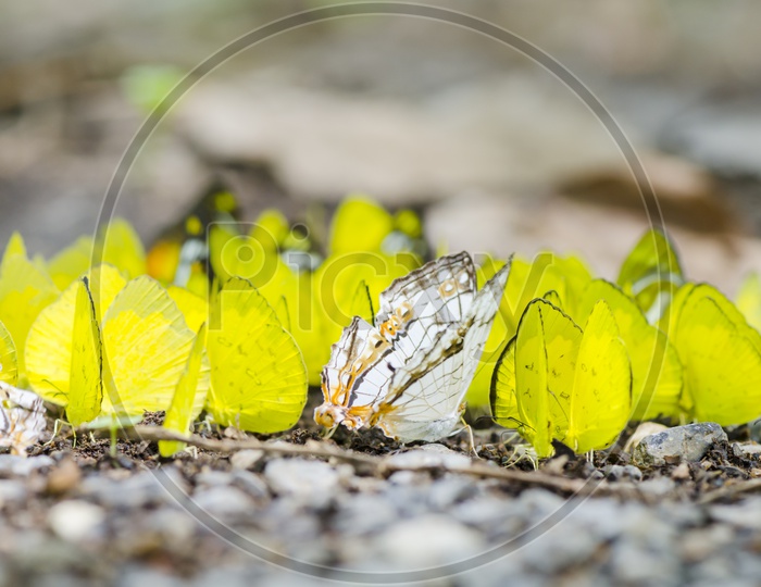 many yellow butterfly on the ground in the forest