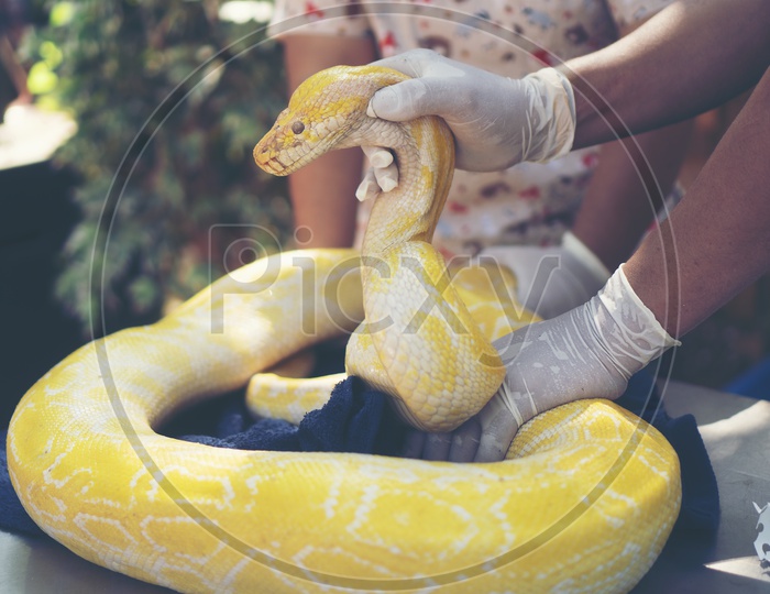 Burmese Python Snake With Golden  Body