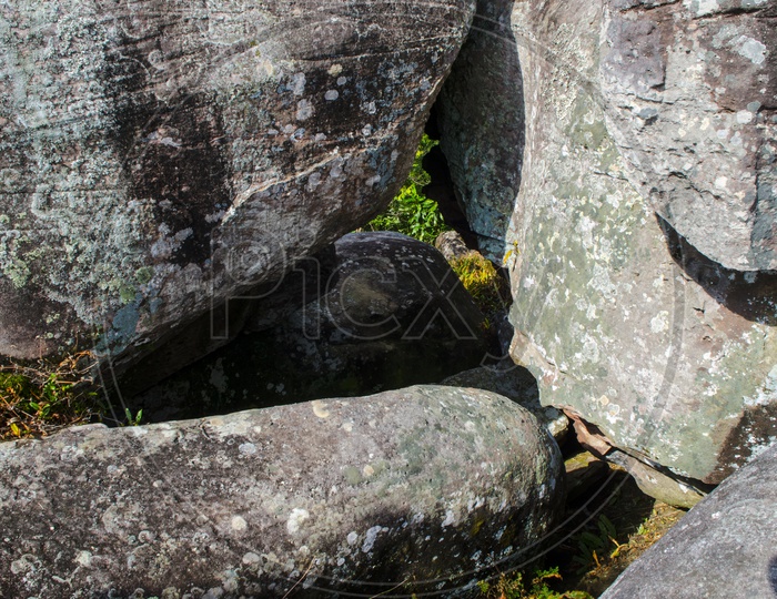 Group of lichen on a rock in nature or  Lan Hin Taek at Phu Hin Rong Kla national park in Thailand