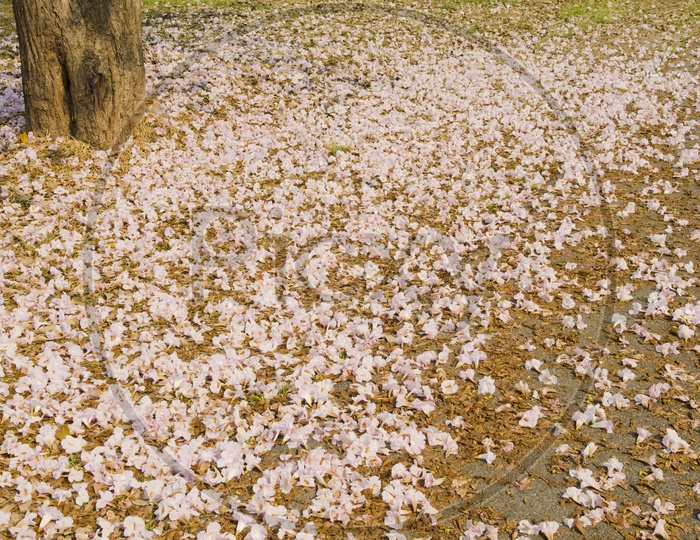 Pink trumpet tree with fallen flowers on the ground