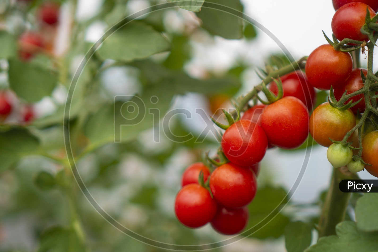 Tomatoes growing in Greenhouse Farm at Thailand