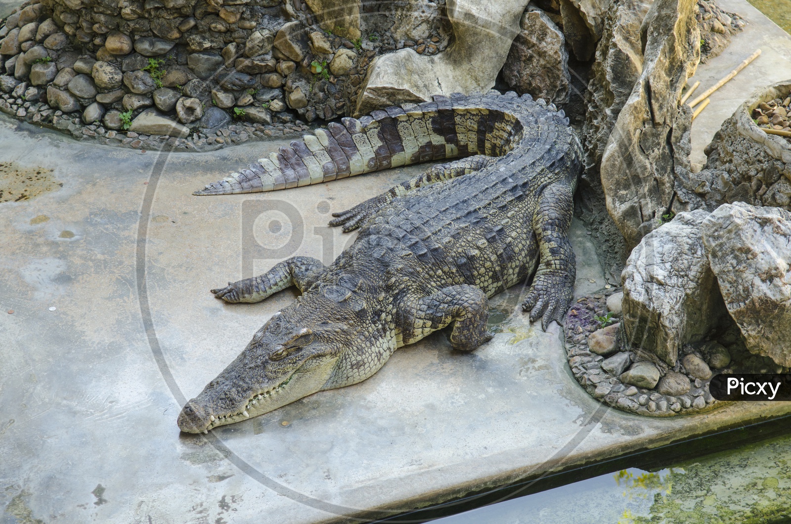Crocodiles In a Zoo