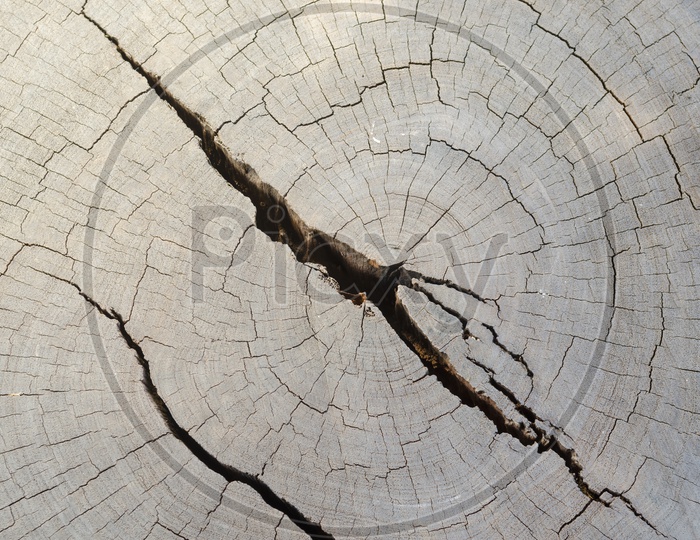 Abstract wooden Cut Section Of a Big Tree Stem With a Crack