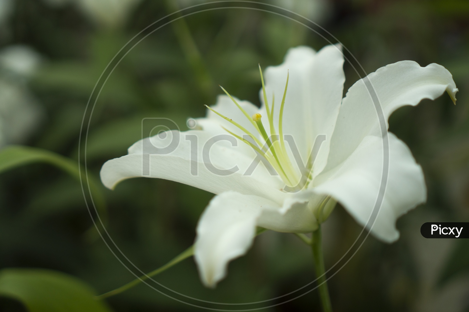 White lily Flower Closeup