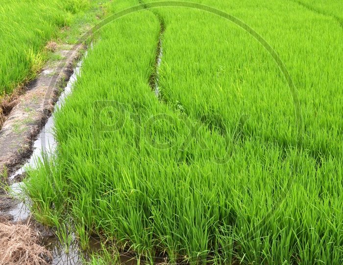 Green Young Paddy Or Rice Ears In a Agricultural Field