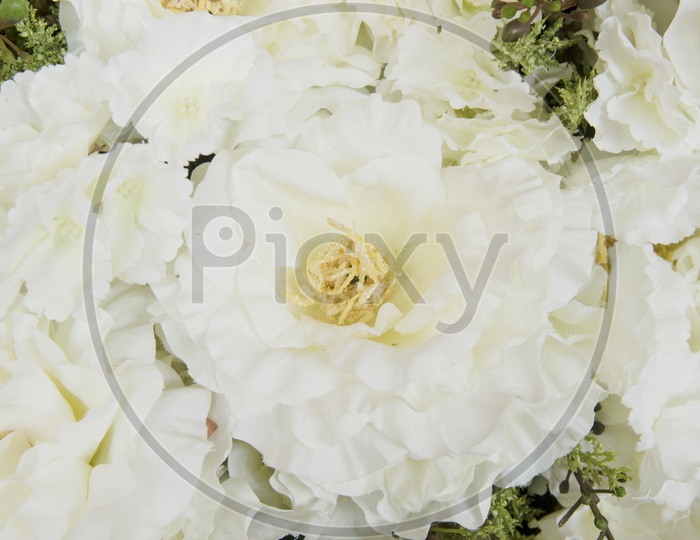 Beautiful  Flowers Closeup Filled Backgrounds