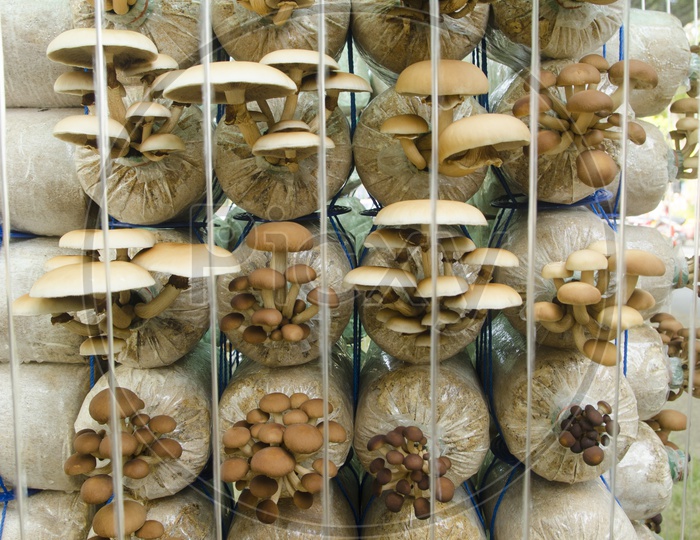 Mushroom cultivation or Harvesting In a Organic Farm