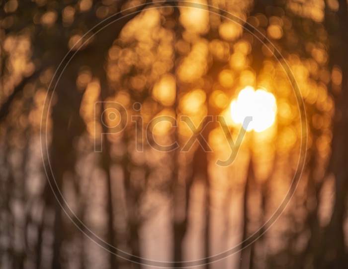 Sunset Bokeh With Tropical Forest Trees Forming a Background