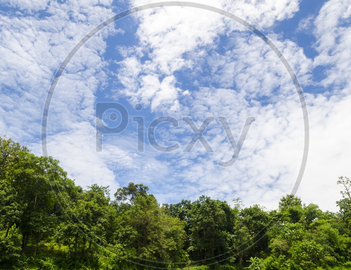 Green trees In a Tropical Forest With Blue Sky