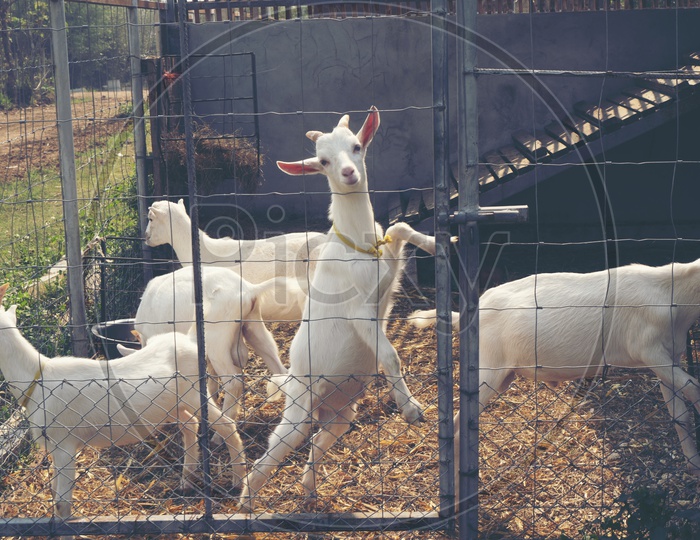 White Goats In an Organic Farm For Goat Milk Harvesting