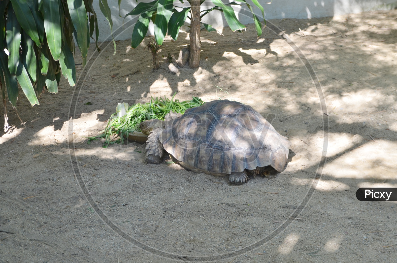Galapagos tortoise In Zoo