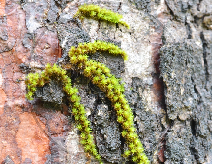 macro shot of  moss on a tree in tropical highland forest, Thailand.
