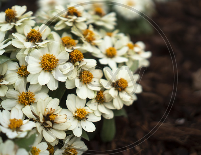 Macro Shot of White Zinnia Flowers