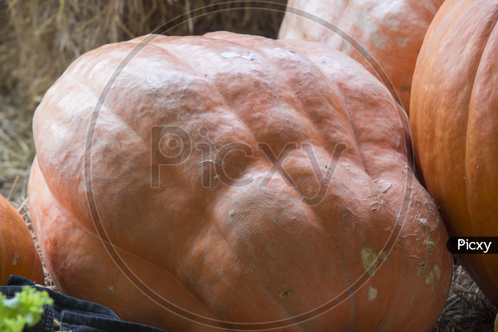 Closeup Shot of Big Pumpkin