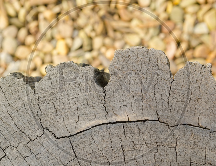 Wood texture of cut tree trunk Or Stem Closeup