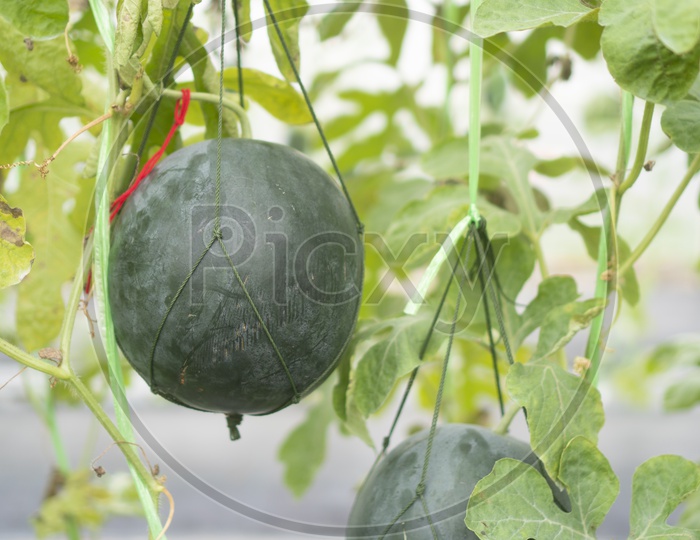 Watermelons growing in Greenhouse Farm at Thailand