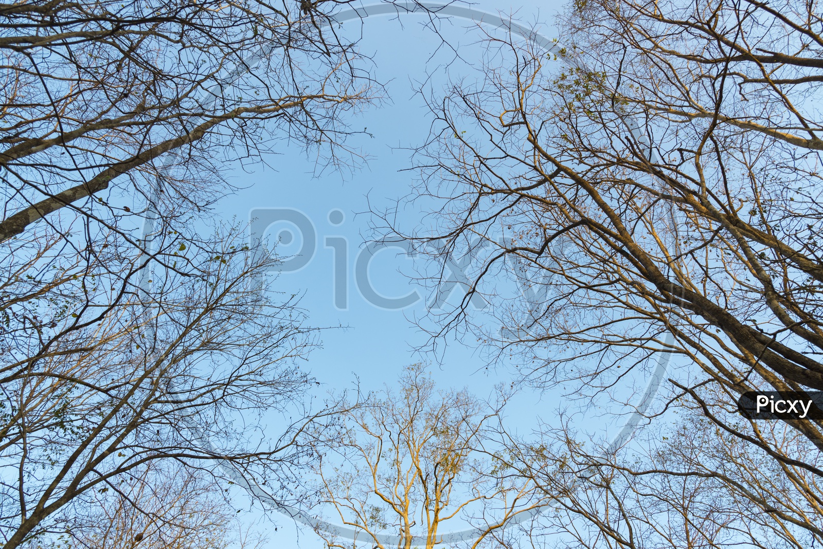 Leaf Less tree Canopy With Blue Sky