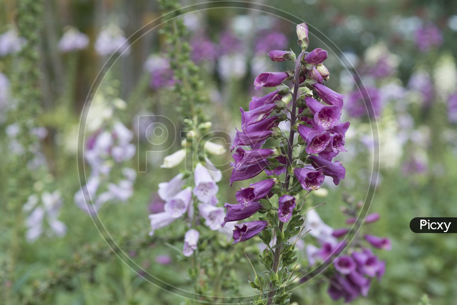Lupine Or Lupinia Flowers Blooming In Tropical Flower Garden in Spring at Vietnam